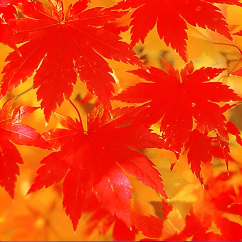 Fall Feathers