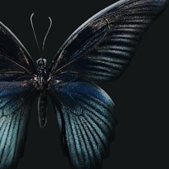 schwarzer Schmetterling [Lasse Los]