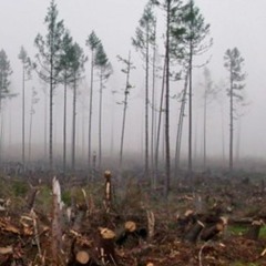 The Forests Are Dying