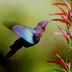 Hummingbird