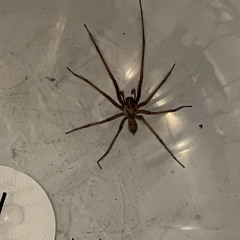 LGB / Le Grand Bleu (@Isawfigures)