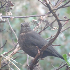 Blackie