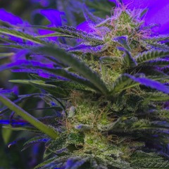 WinDillus - DnB Dayz