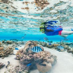 Best Places To Snorkel In Maui For Free Prices Reviews