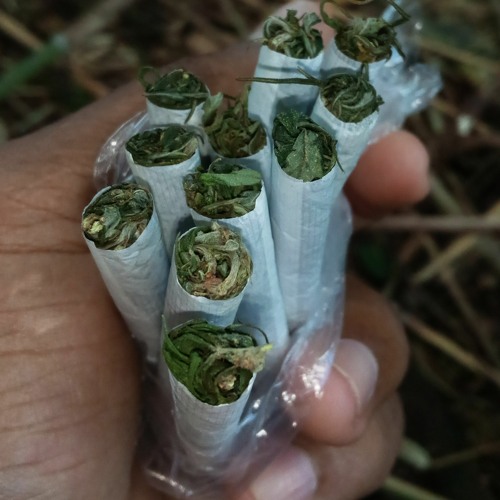 PARALYZED_SIREN_JAM_2020(👁️👃🏽👁️)