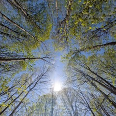 Thing of Spring III