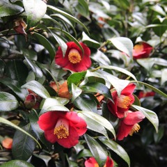 [COVER] Palagi - TJ & KZ Ver by Clark Ong & Jacky Ng