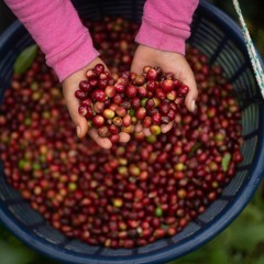 The coffee industry : a catalyst for change in child labour