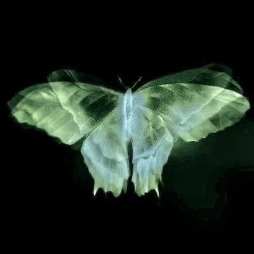 Dracula -beat-