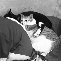 đại lộ Đây Tông