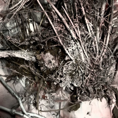 le chaperon a dévoré le loup