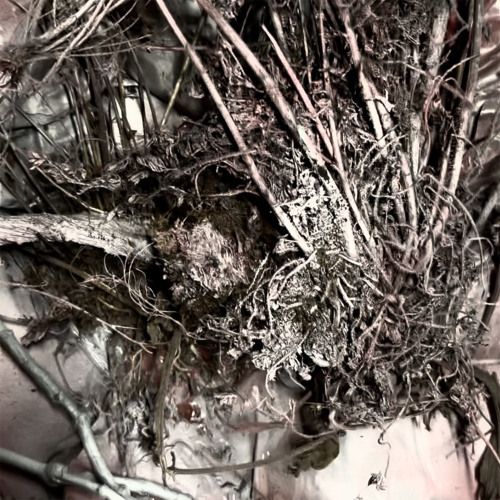 le chaperon a dévoré le loup