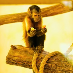 Decisions Made by Primates