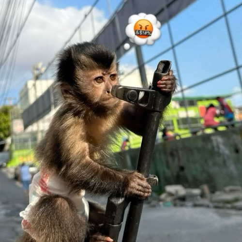 CHAMA ELAS PRO URUBU VS VEM MARIA FUZIL (DJS JOTACÊ DO SALGUEIRO , ELPIDIO DO RODO) BAILE DO URUBU 2026