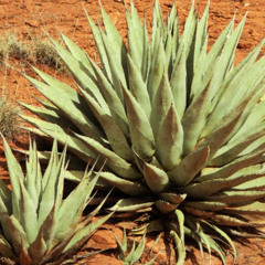 Tecah One & Adriatic - Saft Der Agave