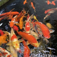 Nuoc Hoa - Phillip Lee