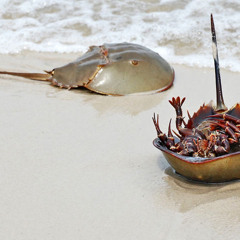 Music for the Horseshoe Crab
