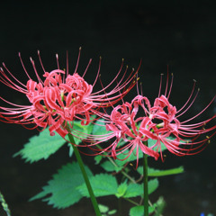 Lycoris