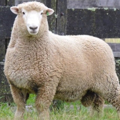 Pablo Álvez - Jurado uruguayo en Colombia