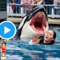 JESSICA DOLPHIN ATTACK DOLPHIN ATTACK VIDEO ORIGINAL