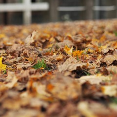 The Dark Time of Autumn 22