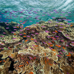 COSMIC DREAM CLUB - The Great Barrier Reef