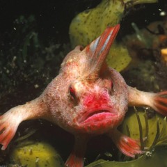 Five Finger Fish (FFF)