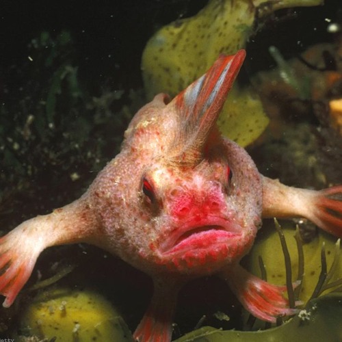 Five Finger Fish (FFF)