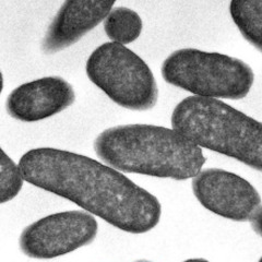 iloc escherichia