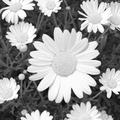 Nóiníní Live at Zampas