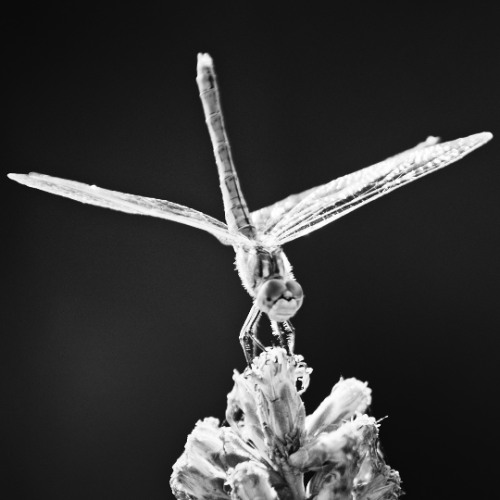 Premiere: Sainte Vie - Unconditional