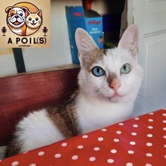 A poil(s) - Episode 1 - Bowie & Stéphanie