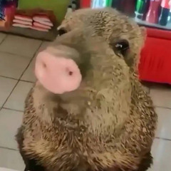 Шугар - Тьотя хоче деда Запись с сарая