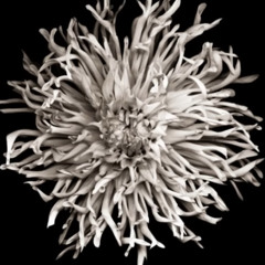 Noir & Haze - Around (NotFat DNB remix)