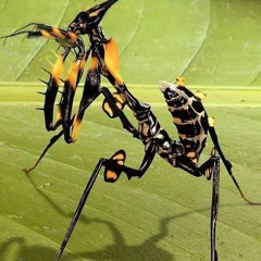 Devil Flower Mantis (2)