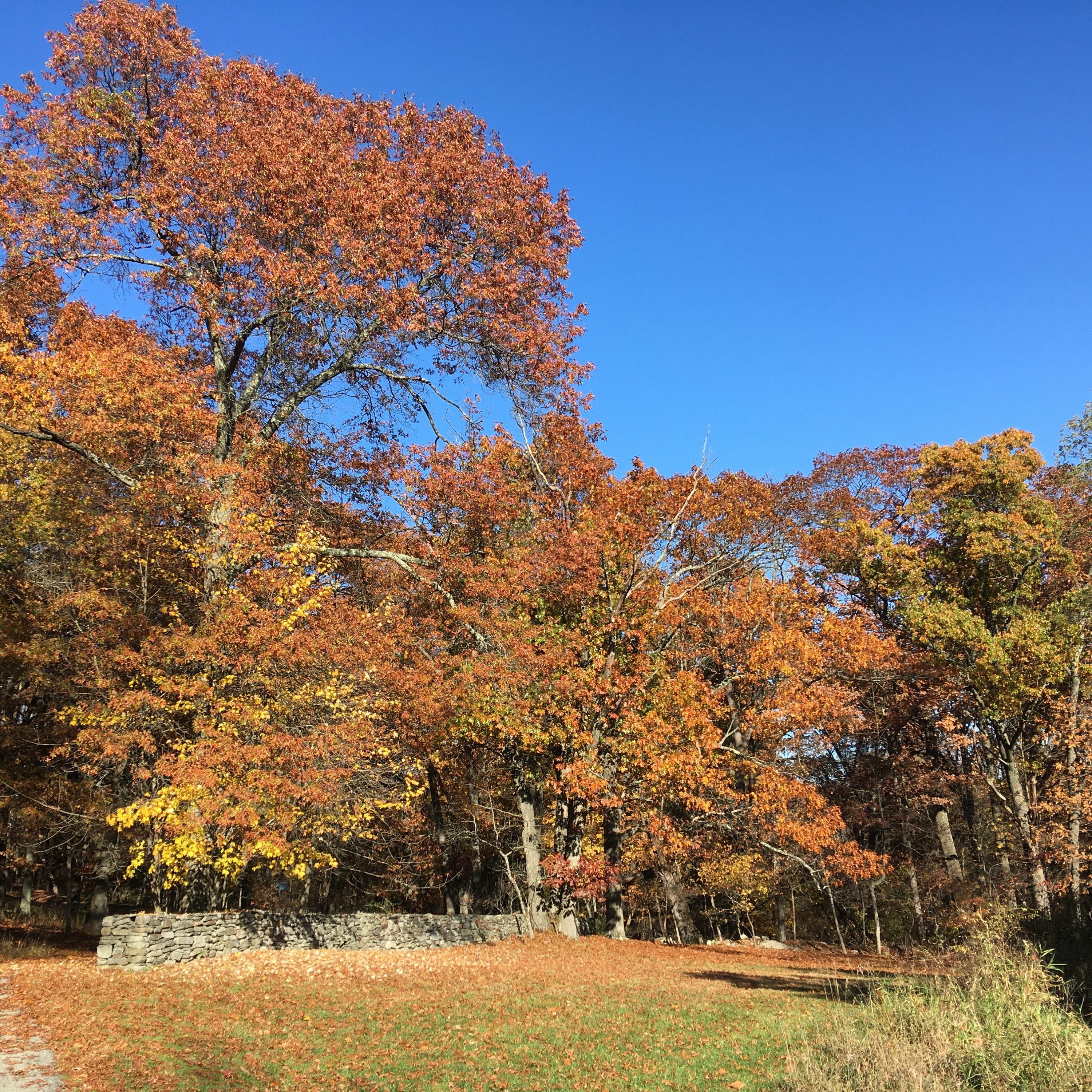 Permaculture Perspectives Podcast