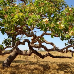 De Suor Também (Xote do Lugar Ermo)