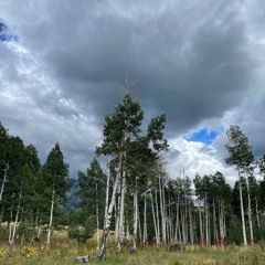 Thunderstorm Approaches with Grasshoppers and Aspen Wind