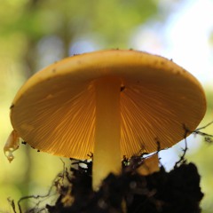 Ruby - Crowned Kinglet