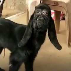 SOUND THE ALARM (rough edit)