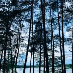 wild forest adventure