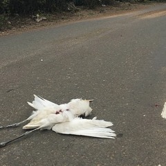Some Worship At The Feet Of Roadkill