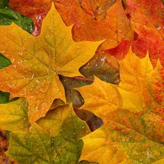 Autumn Leaves