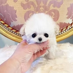 Adorable Micro Teacup Poodle Puppies for Sale Georgia