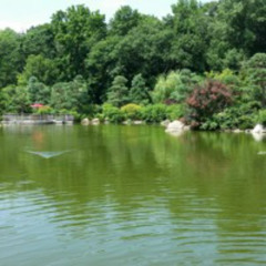 Dragonflies