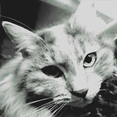 Pow WoW - Le Chat ( SoundTerrorist Remix ) MASTERV2