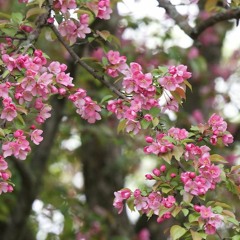 Romance on a Parabola, by Takashi Yoshimatsu