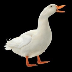 3,2,1 duck