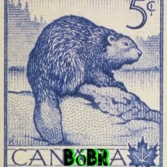 Bóbr Kurwa