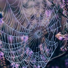 Lil Rozey - Spiderwebs [prod. 999Hertz]